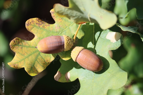 Sweden. The acorn, or oaknut, is the nut of the oaks and their close relatives (genera Quercus and Lithocarpus, in the family Fagaceae).  photo