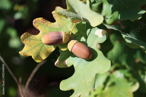 Sweden. The acorn, or oaknut, is the nut of the oaks and their close relatives (genera Quercus and Lithocarpus, in the family Fagaceae).  photo