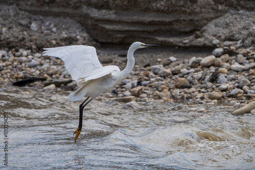 Little Egret (Egretta garzetta) flies taking off. The Little Ggret is a small white heron found in wetlands. It has black legs, yellow feet, and a slender bill. photo