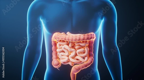 Organ intestinal tract in the transparent human body, 3d rendering.