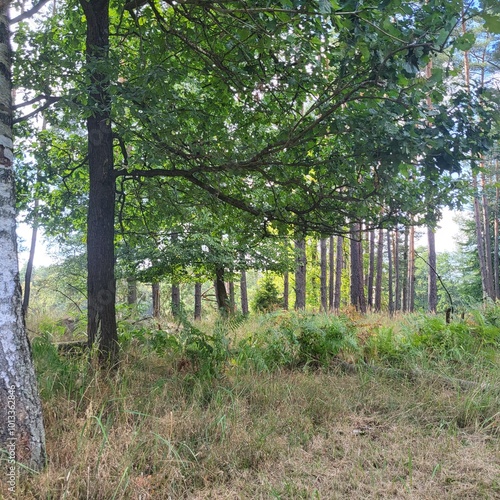Wilk forest 