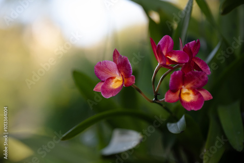 Red orchids