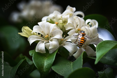 Orange Jasmine and a bee 