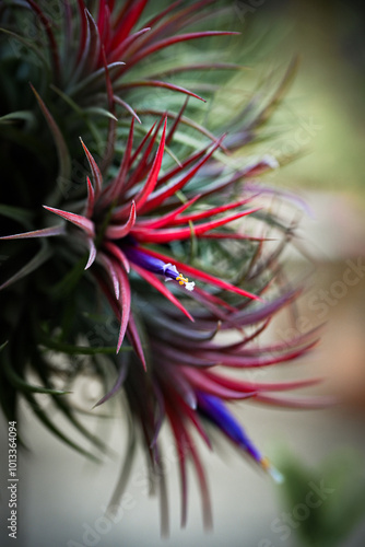 Tillandsia Ionantha flowers