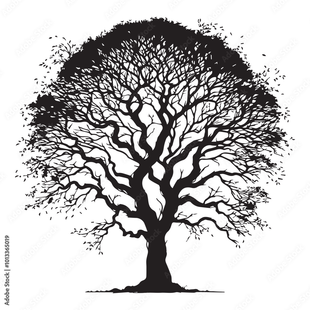 Fototapeta premium Elm Tree Vector illustration in black and white - Elm Plant Silhouette Design