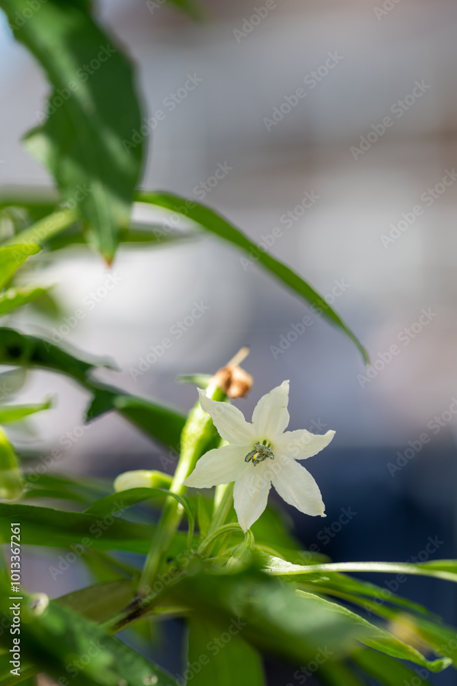 Full blooming of red chili pepper (Capsicum annuum) in Japan
