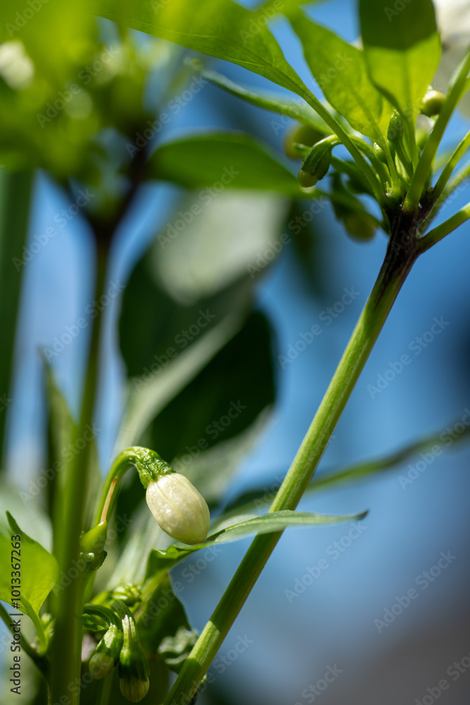 White flower bud of red chili pepper (Capsicum annuum) in Japan