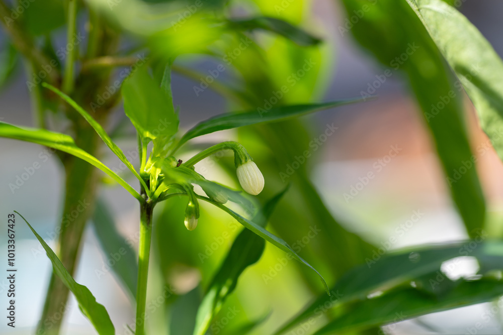 White flower bud of red chili pepper (Capsicum annuum) in Japan