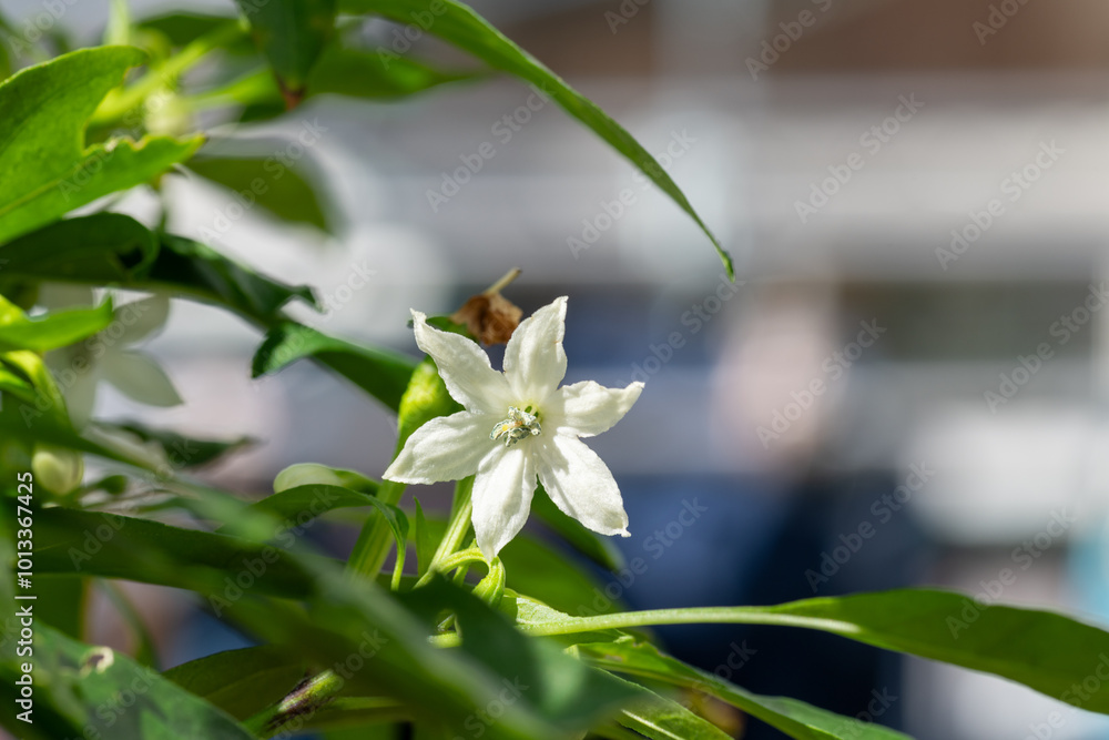 Full blooming of red chili pepper (Capsicum annuum) in Japan