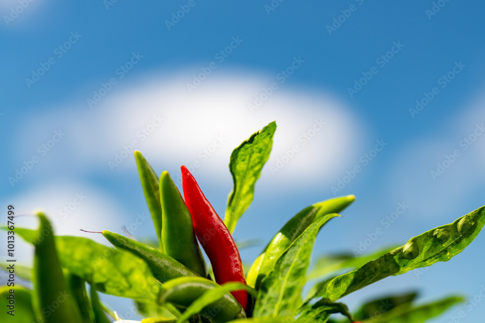 Matured fruit of red chili pepper (Capsicum annuum) in Japan
