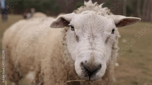 Sheep portrait, wool texture, natural surroundings. Detailed close-up portrait of sheep, focusing on its face and woolly texture, sheep's calm expression and natural surroundings peaceful atmosphere photo