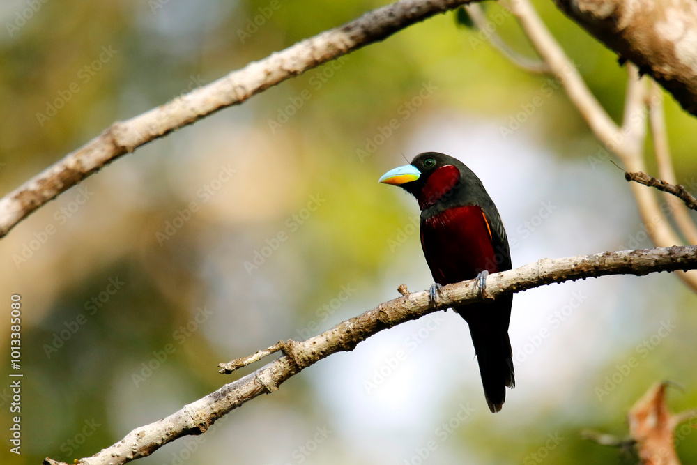 Black-and-red Broadbill (Cymbirhynchus macrorhynchos) on a Branch. Sukau, Kinabatangan River, Sabah. Borneo, Malaysia Black-and-red Broadbill (Cymbirhynchus macrorhynchos) on a Branch. Sukau, Kinabatangan River, Sabah. Borneo, Malaysia