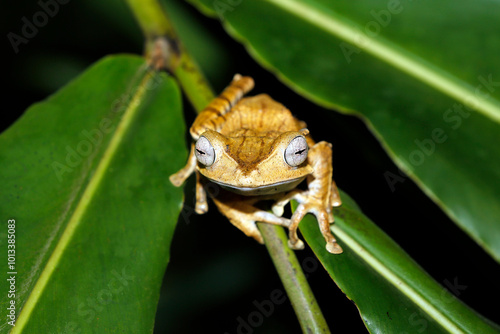 File-eared Tree Frog (Polypedates otilophus, aka Borneo Eared Frog, Bony-headed Flying Frog) on a Leaf. Deramakot Forest Reserve, Sabah Borneo, Malaysia photo