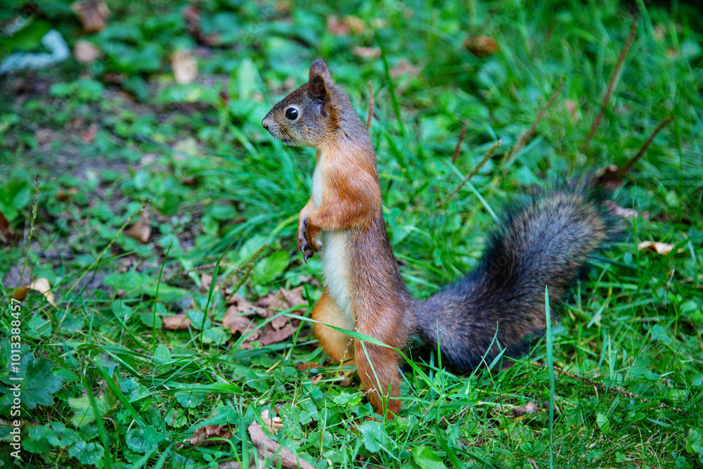 Squirrel (Latin Sciurus) standing on its hind legs against a background of green grass on a clear sunny day. Animals are mammals of zoos. Squirrel (Latin Sciurus) standing on its hind legs against a background of green grass on a clear sunny day. Animals are mammals of zoos.