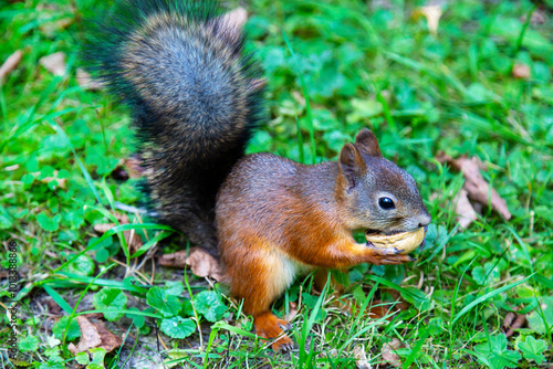 Squirrel (Latin Sciurus) with a nut in his teeth on a background of green grass on a clear sunny day. Animals are mammals of zoos.