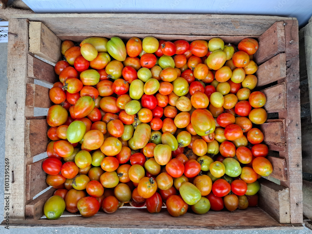pile of fresh tomatoes in the farmer's harvest basket pile of fresh tomatoes in the farmer's harvest basket