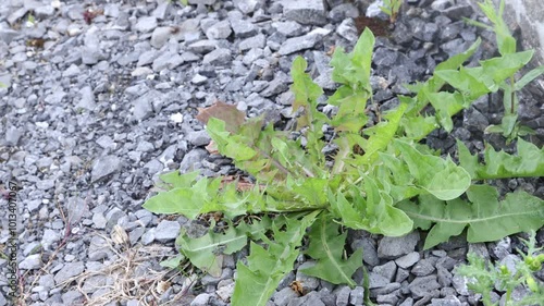 spraying weeds with weedkiller on a driveway
