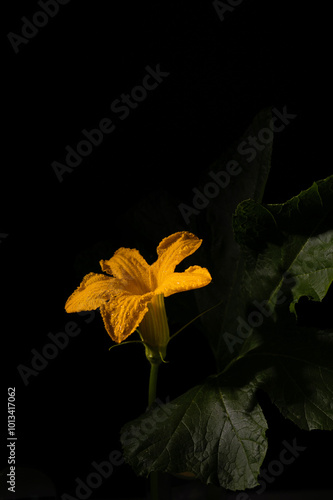 Yellow flower of pumpkin, isolated on black background