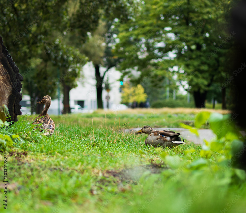 Ducks on Land in a City Park Ducks on Land in a City Park