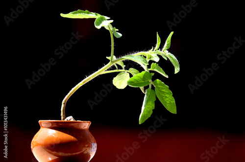 Tomato plant in pot isolated