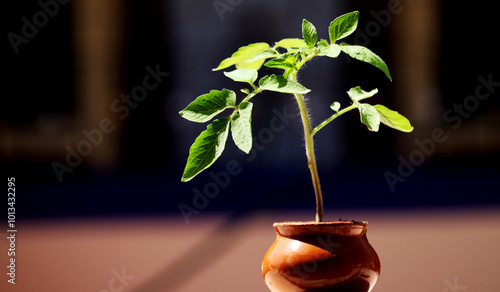 Tomato plant in pot isolated