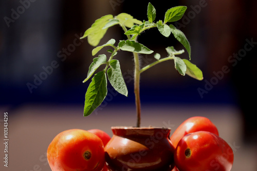 Tomato plant in pot with some tomato isolated