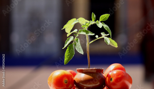 Tomato plant in pot with some tomato isolated