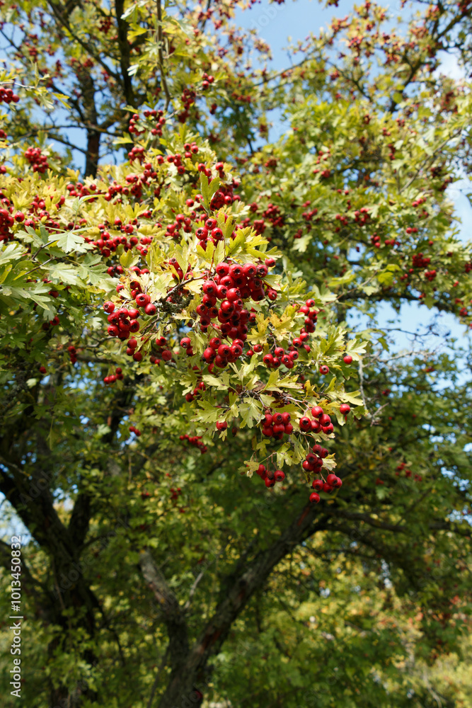 A vibrant display of red hawthorn berries growing in large clusters on a tree branch. The bright red fruit contrasts with the green leaves, basking in sunlight under a clear sky.. A vibrant display of red hawthorn berries growing in large clusters on a tree branch. The bright red fruit contrasts with the green leaves, basking in sunlight under a clear sky..