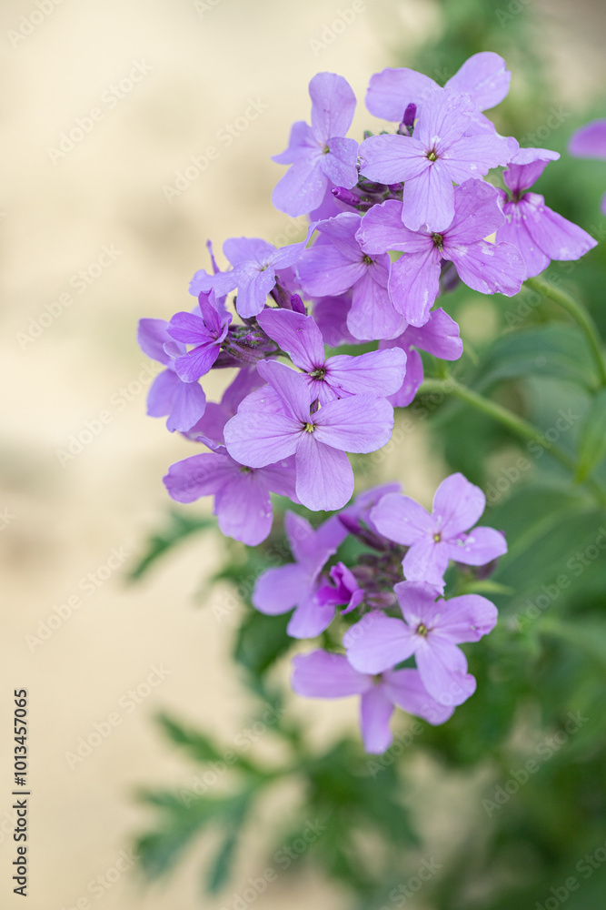 Light-purple dame's rocket flowers (Hesperis matronalis). Light-purple dame's rocket flowers (Hesperis matronalis).