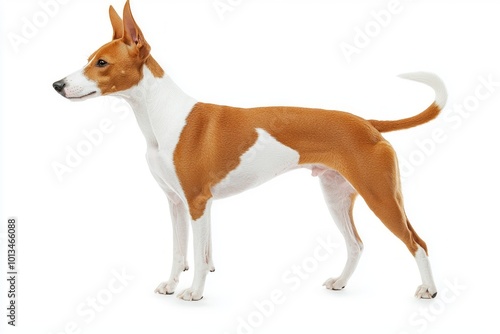 A Basenji stands poised, its short, glossy coat gleaming under soft light, showcasing its unique curled tail and elegant physique on a white backdrop, exuding charm and alertness.