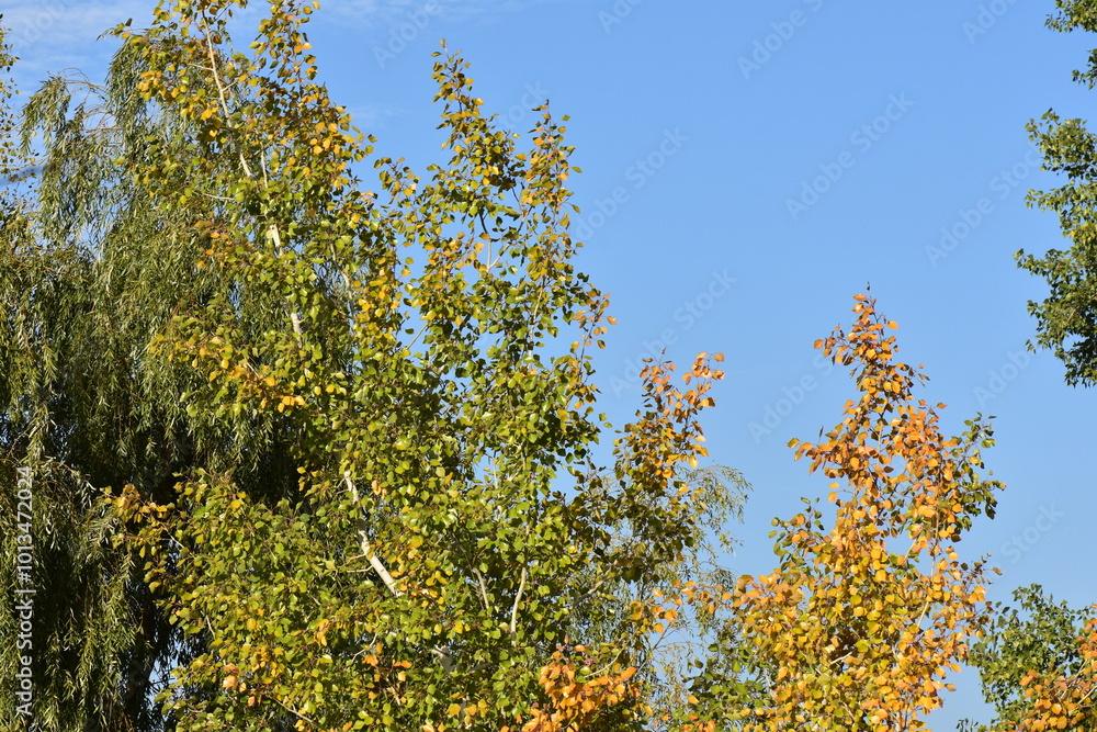 poplar tree in autumn poplar tree in autumn