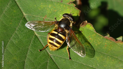 Bog hover fly (Sericomyia silentis), female sitting on a green leaf