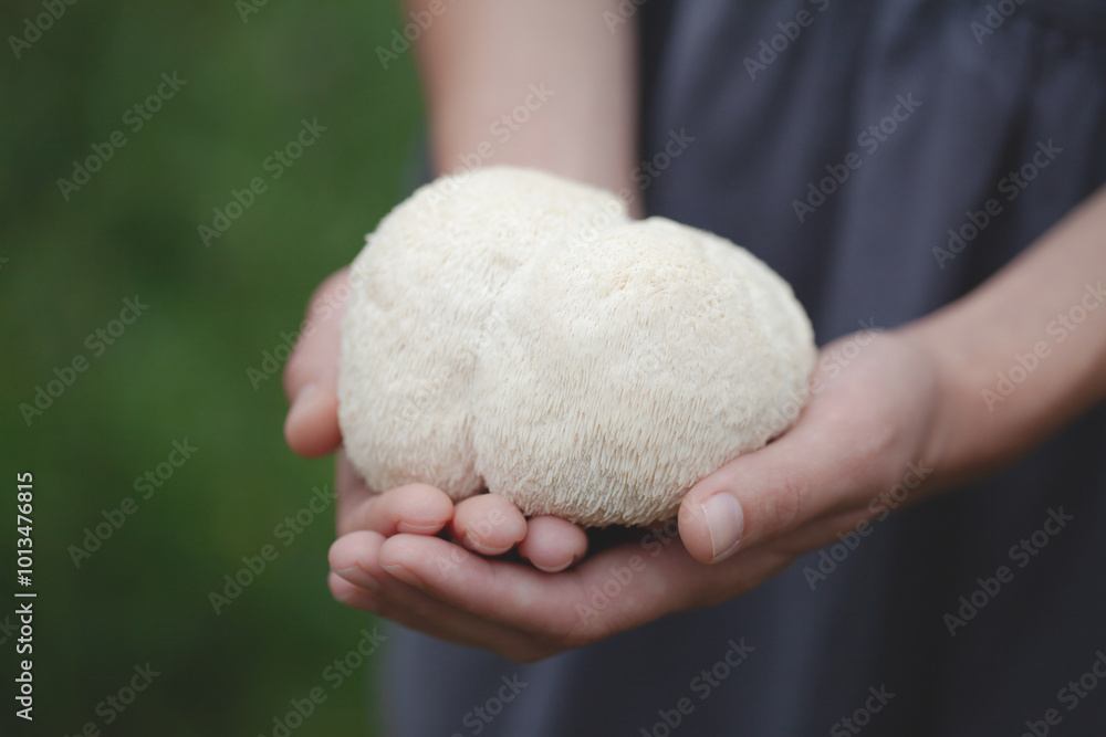 Lion's mane - Hericium erinaceus, medicinal mushroom on human hands. Lion's mane - Hericium erinaceus, medicinal mushroom on human hands.