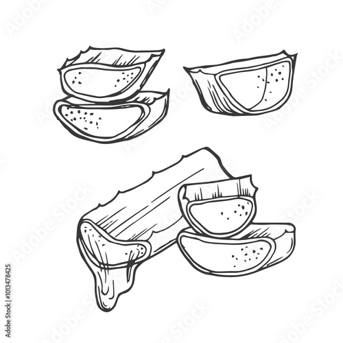 Aloe vera slices and leaves organic plant vector illustration. Isolated vector hand drawn illustration on white background.