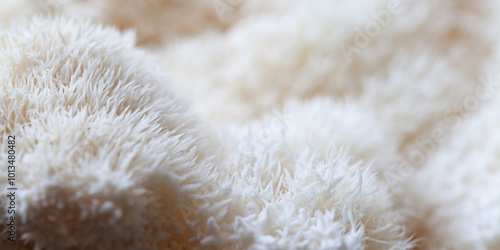 Photos Lion's mane - Hericium erinaceus, medicinal mushroom used to support memory and brain cognitive functions