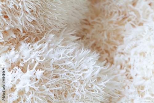 Lion's mane - Hericium erinaceus, medicinal mushroom used to support memory and brain cognitive functions.