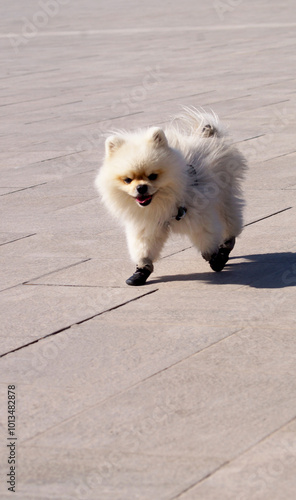 walking white dog in small shoes . High quality photo photo