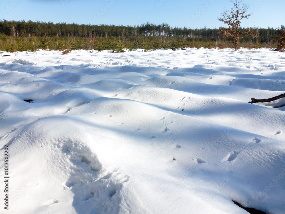 Snowdrifts in a large clearing in the forest in front of the trees. Bright winter day Snowdrifts in a large clearing in the forest in front of the trees. Bright winter day