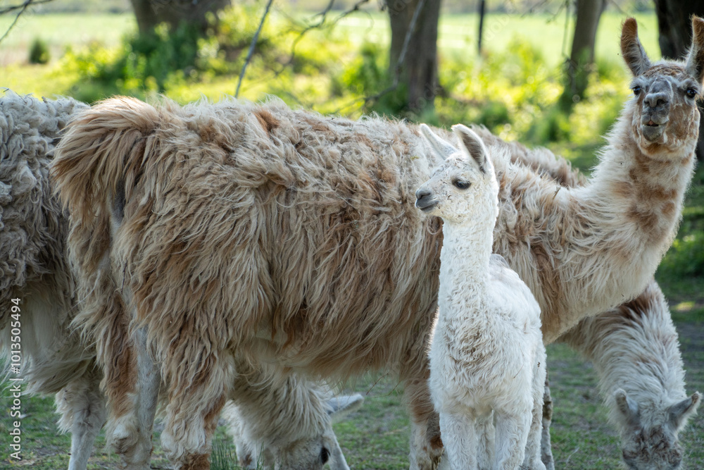 Fototapeta premium Hermosa llama bebe con pelaje color blanco, detrás de su madre