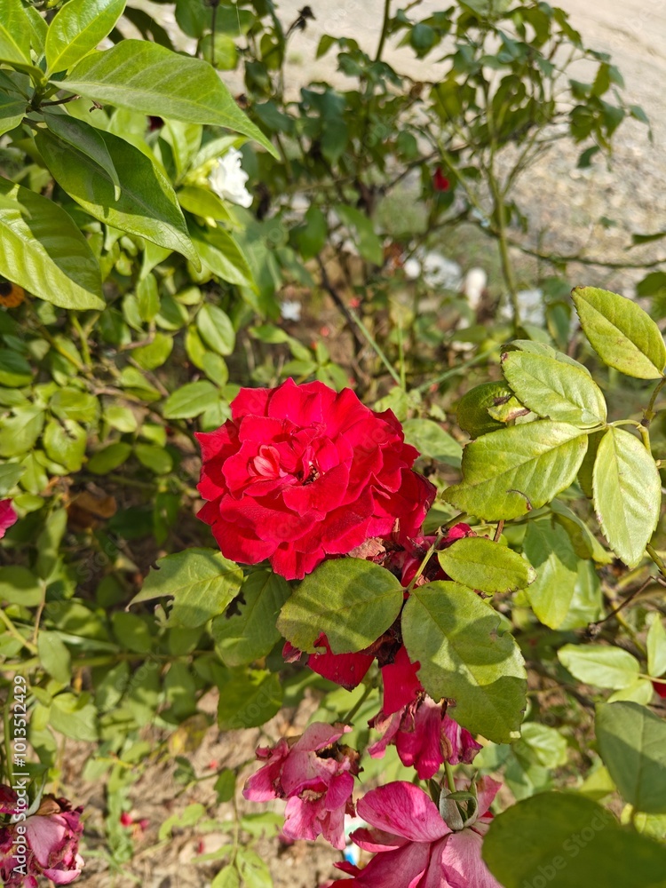 red rose in garden