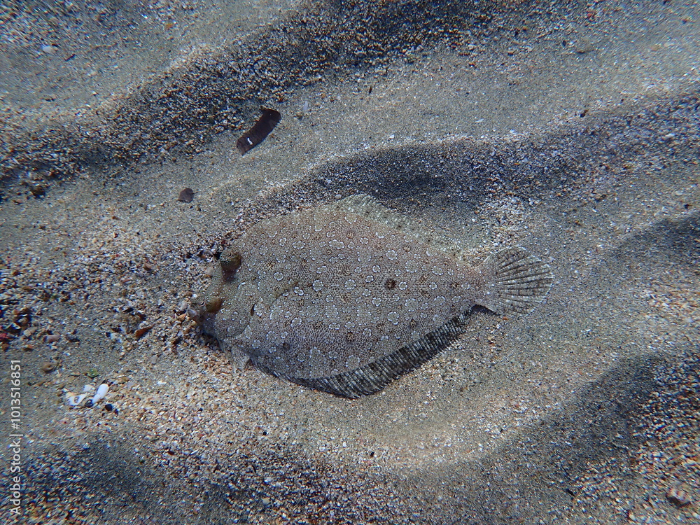 Obraz premium Wide-eyed flounder (Bothus podas) undersea, Aegean Sea, Greece, Syros island, Azolimnos beach
