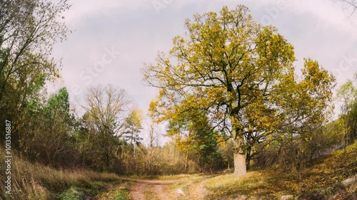 OAK Green Tree And Grass Turn Yellow. Season Change TimeLapse Concept. Season Transition Oak Forest From Summer Green To Autumn Yellow. Fall Autumn Mood Time Lapse photo