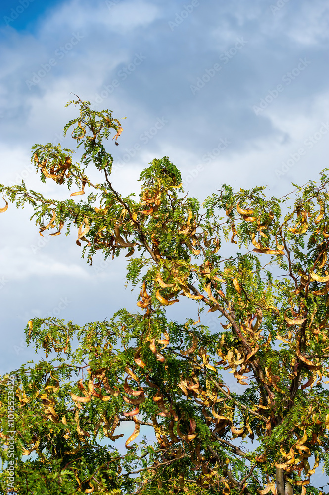 American honey locust (Gleditsia triacanthos)