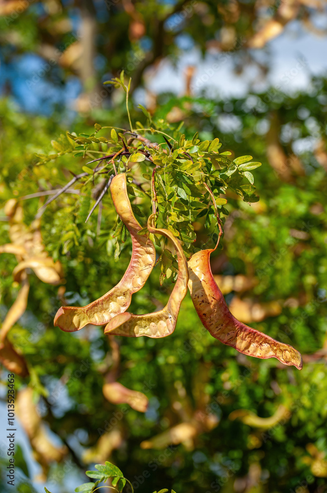 American honey locust (Gleditsia triacanthos)