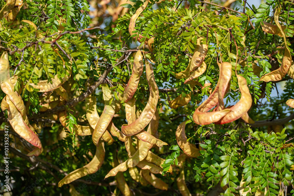 American honey locust (Gleditsia triacanthos)