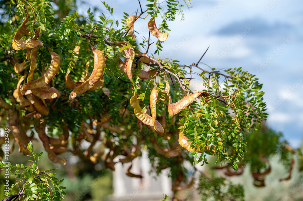 American honey locust (Gleditsia triacanthos)