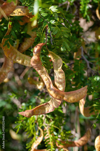 American honey locust (Gleditsia triacanthos) photo