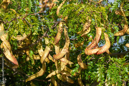 Obraz na płótnie American honey locust (Gleditsia triacanthos) w salonie