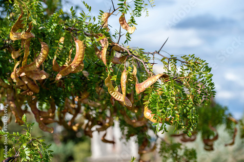 Obraz na płótnie American honey locust (Gleditsia triacanthos) w salonie