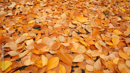 Orange fall leaves in park, autumn natural background..